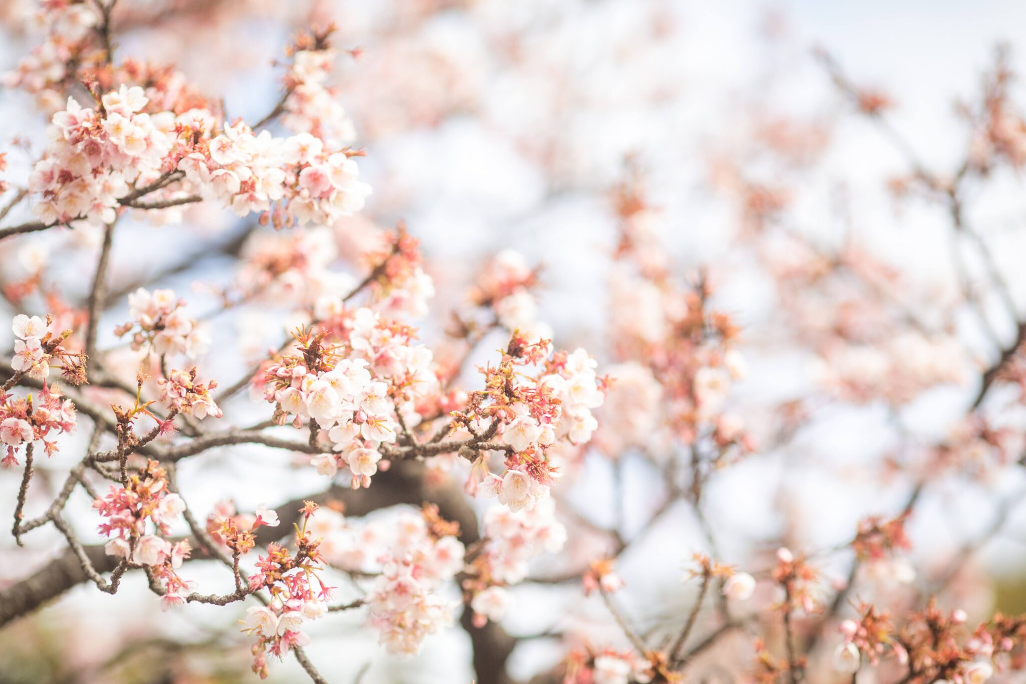 桜の画像