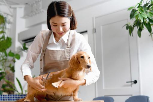 犬のトリミングをする女性