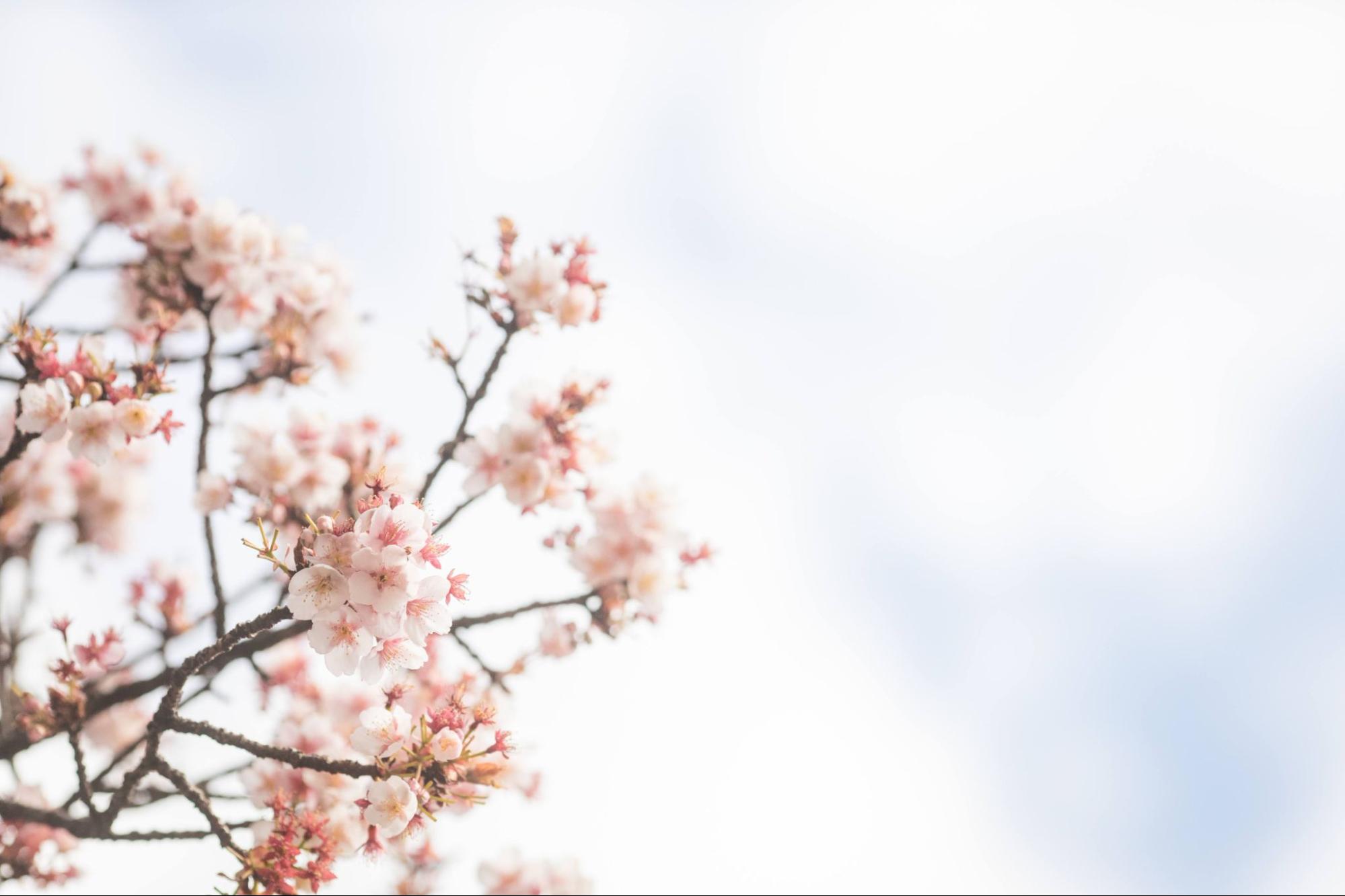 桜の花