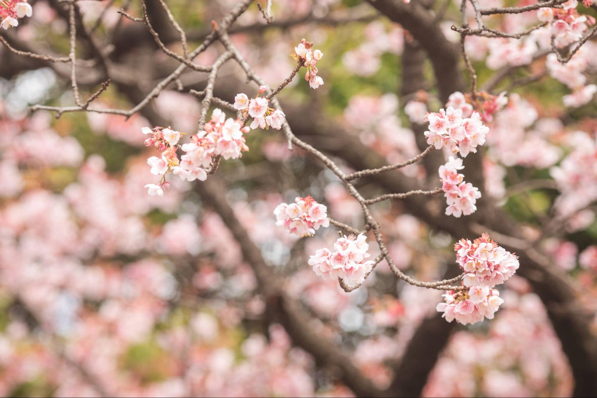 満開の桜の花