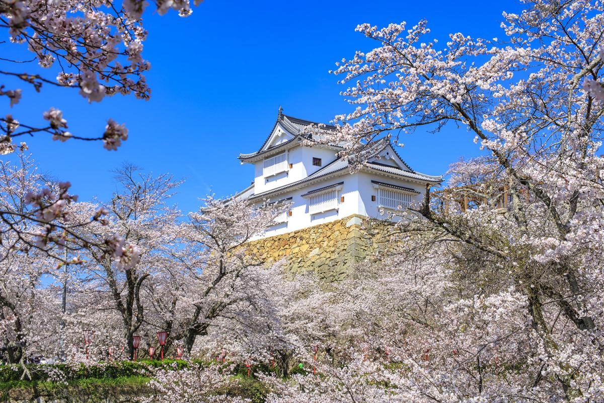 津山城（鶴山公園）の画像